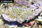 acropora spp   tricolor staghorn coral  