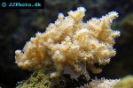 alcyonium spp   finger leather coral  