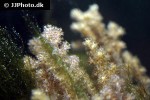 alcyonium spp   finger leather coral  