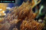 anthelia spp   waving hand coral  