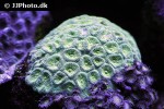 barabottoia spp   stony coral  
