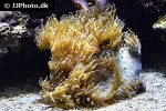 blastomussa merleti   pineapple coral  