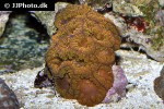 blastomussa spp   pineapple coral  