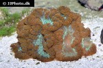 blastomussa spp   pineapple coral  