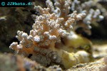 capnella spp   kenya tree coral  