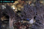 capnella spp   kenya tree coral  
