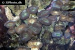 caulastrea furcata   trumpet coral  