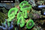 caulastrea spp   trumpet coral  