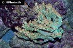 cespitularia infirmata   pulse coral  