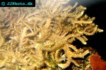 cladiella spp   finger leather coral  