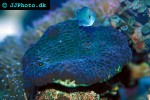 colpophyllia natans   boulder brain coral  