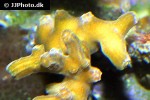 cypastrea spp   knob coral  