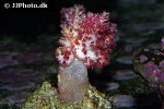 dendronephthya klunzingeri   tree soft coral  