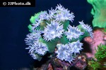 duncanopsammia spp   whisker coral  