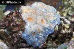 echinophyllia echinata   lettuce coral  