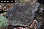echinophyllia spp   lettuce coral  