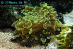 euphyllia ancora   hammer coral  