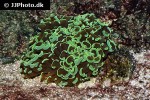 euphyllia ancora   hammer coral  