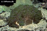 euphyllia divisa   frogspwan coral  