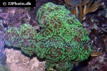 euphyllia paraancora   branching hammer coral  