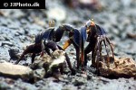 afruca tangeri   westafrican fiddler crab  