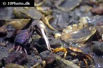 afruca tangeri   westafrican fiddler crab  