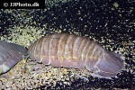 bathynomus giganteus   giant isopod  