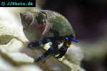calcinus elegans   electric blue hermit crab  