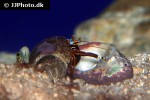 calcinus laevimanus   dwarf zebra hermit crab  