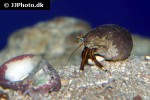 calcinus laevimanus   dwarf zebra hermit crab  
