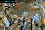 callinectes sapidus   blue crab  