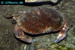 cancer pagurus   edible crab  