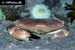 cancer pagurus   edible crab  