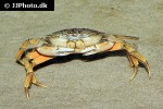 carcinus maenas   shore crab  