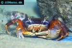 cardisoma armatum   harlequin crab  