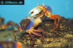 cardisoma armatum   harlequin crab  