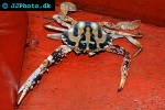 charybdis feriata   musk crab  