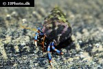 clibanarius tricolor   blue legged hermit crab  
