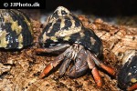 coenobita clypeatus   caribbean purple pincher hermit crab  