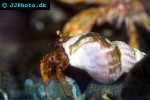 dardanus megistos   whitespotted hermit crab  