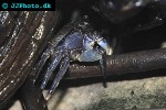 episesarma spp   mangrove crab  