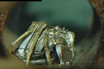 eriocheir sinensis   chinese mitten crab  