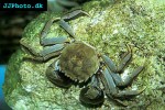 eriocheir sinensis   chinese mitten crab  
