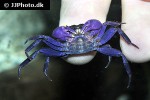 geosesarma dennerle   blue purple vampire crab  