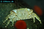 grapsus tenuicrustatus   green rock crab  