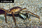 hyas araneus   great spider crab  