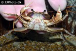 laevimon kottelati   kottelatt s freshwater crab  