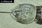 limulus polyphemus   horseshoe crab  