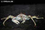 lithodes maja   northern stone crab  
