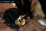 pagurus bernhardus   common hermit crab  